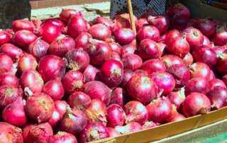 طرح البصل بمنافذ المجمعات الاستهلاكية.....