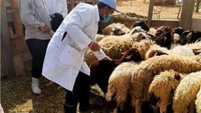 تحصين الماشية
