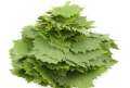 ضبط 1.4 طن ورق عنب...