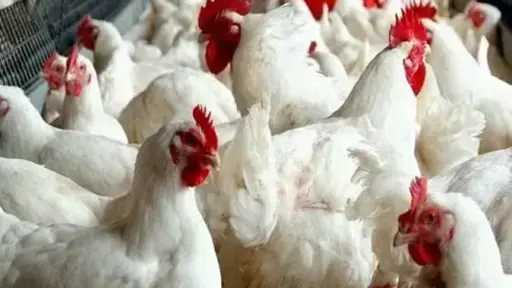 شعبة الدواجن: لا نقص في...