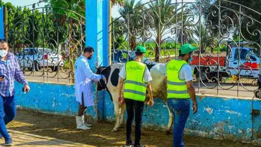 الاستعداد لذبح 65 عجل بلدى...