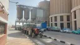 محافظ أسيوط: انتظام توريد القمح...