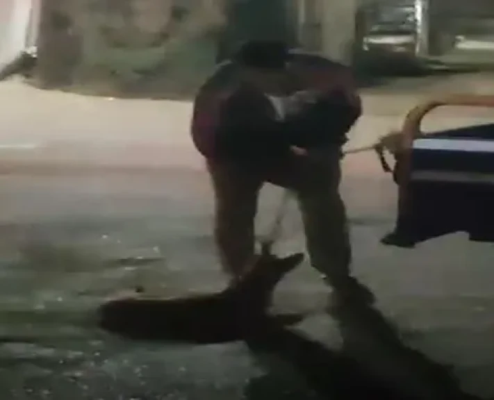 ضبط شخص سحل كلب