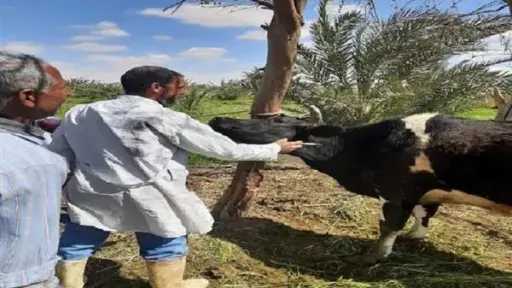 بيطري الغربية:تحصين 266 ألف و554...