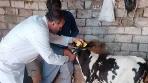 بيطري الغربية:تحصين 266 ألف و554...