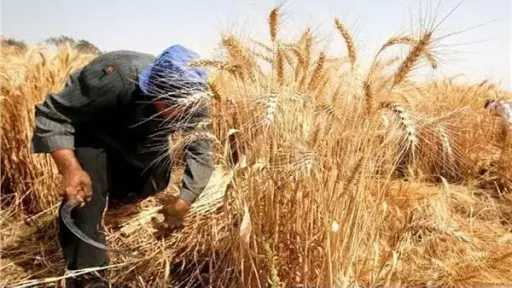 وكيل التموين بالغربية:توريد151 ألف و190...