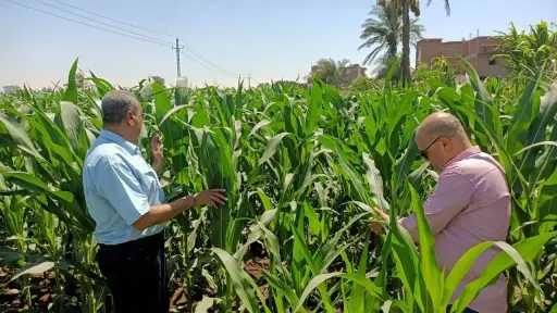 محافظ أسيوط: دعم مستمر للمزارعين...