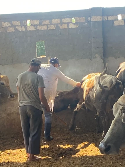 محافظ الدقهلية: تحصين 45317 رأس ماشية في الحملة القومية للتحصين ضد مرض الحمى القلاعية بلقاح sat1