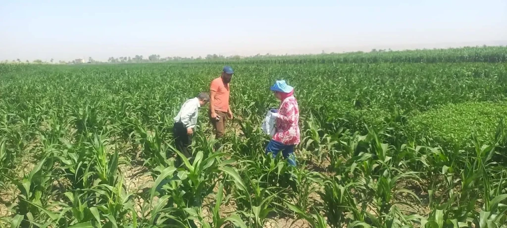 محافظ أسيوط: متابعة مستمرة لحقول الذرة الرفيعة ضمن فعاليات الحملة القومية للنهوض بالمحصول