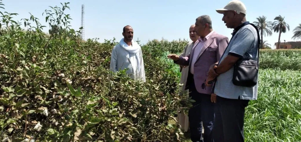 محافظ أسيوط يتابع موسم جني القطن ويؤكد: التوعية الزراعية مفتاح زيادة الإنتاجية