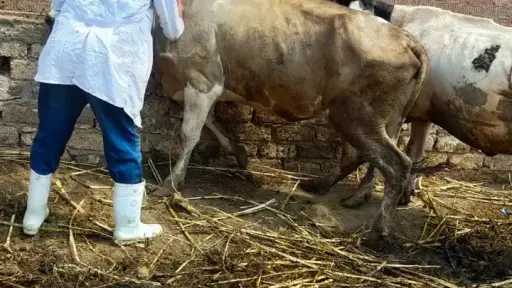 محافظ الدقهلية : تحصين حوالي...