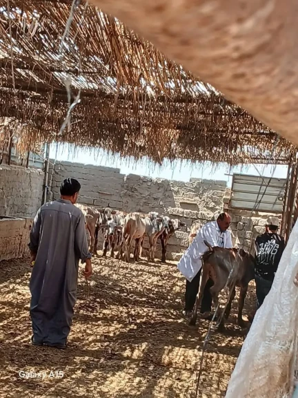 محافظ الدقهلية: تحصين 204 ألف رأس ماشية في الحملة القومية للتحصين ضد مرض الحمى القلاعية بلقاح sat1
