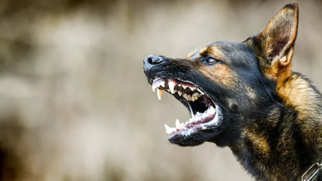 شاب يطلق كلب شرس للاعتداء علي فتاة محفظة قران كريم بالمحلة بقصد معاكستها