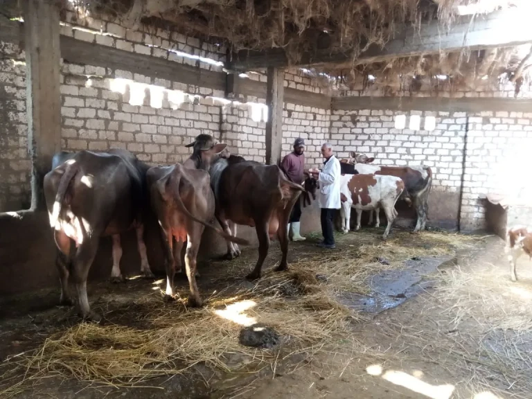 محافظ الدقهلية: تحصين 230 ألف رأس ماشية في الحملة القومية للتحصين ضد مرض الحمى القلاعية بلقاح sat1
