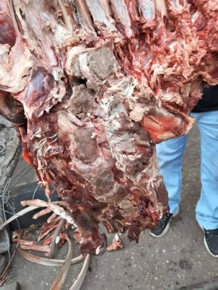 محافظ أسيوط : تحرير 538 محضرًا تموينيًا خلال أسبوع لضبط الأسواق والمخابز البلدية بجميع المراكز والأحياء