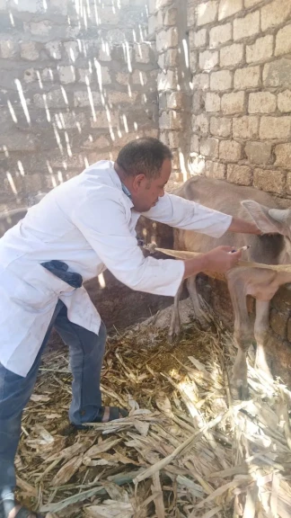 محافظ أسيوط: تحصين 15,703 رأس ماشية خلال الأسبوع الأول من الحملة القومية الثالثة ضد الحمى القلاعية وحمى الوادي المتصدع
