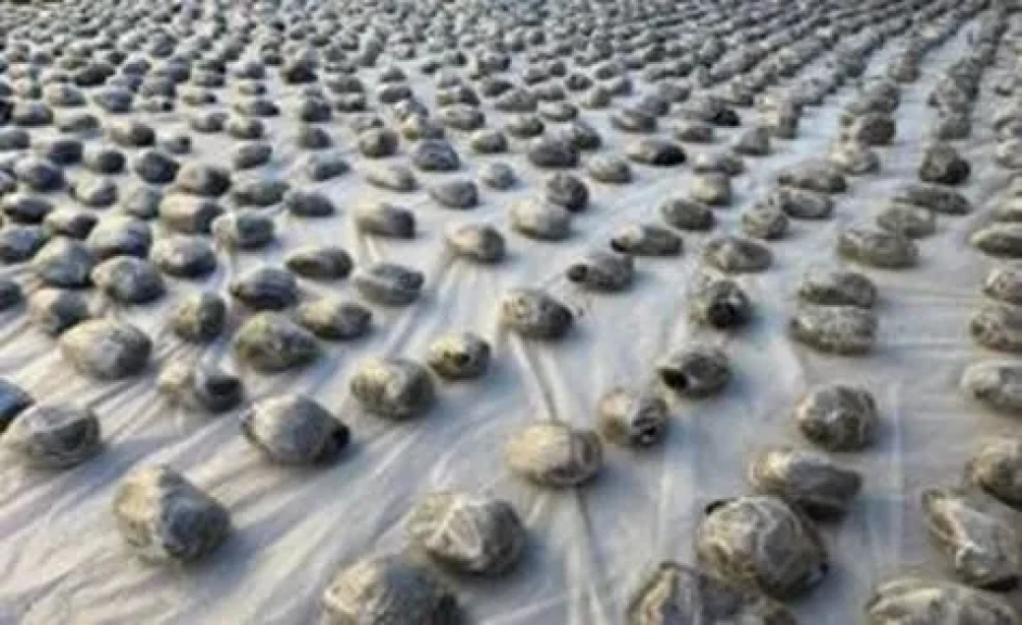 تجار السموم يتساقطون ضبط عناصر بؤرة إجرامية شديدة الخطورة بالسويس وبحوزتهم أكثر من 2,225 طن من المواد المخدرة قدرت قيمتها بحوالى 150 مليون جنيه