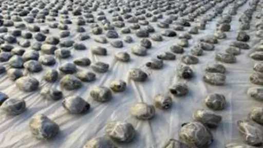 تجار السموم يتساقطون ضبط...