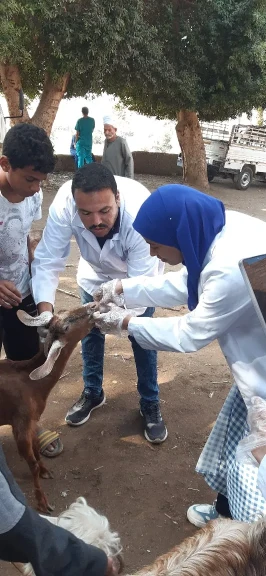 تطعيم الماشيه