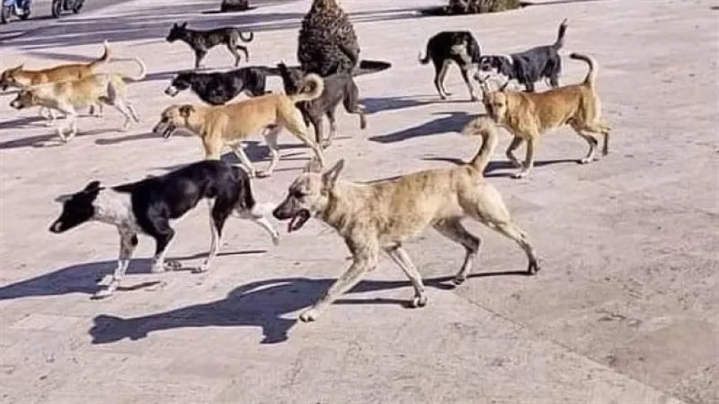 إصابة 8 أشخاص بسبب عقر كلاب ضاله بمحيط دار الايتام بالمحلة