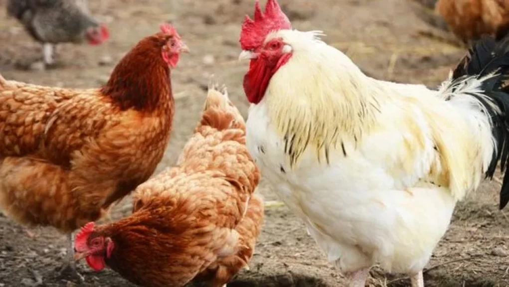 أسعار الفراخ فى بورصة الدواجن اليوم الثلاثاء 25 نوفمبر 2025