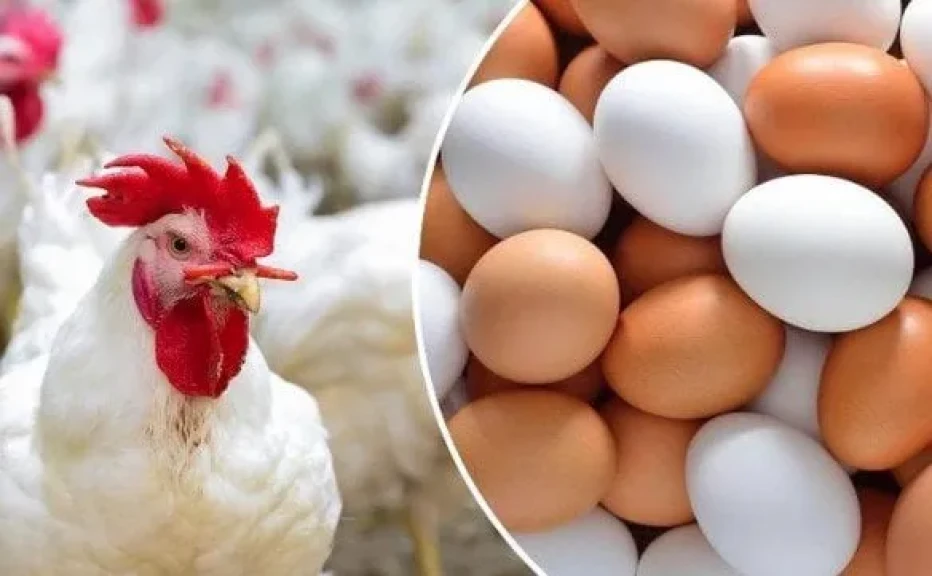 أسعار الفراخ والبيض اليوم الأربعاء 26 نوفمبر 2025