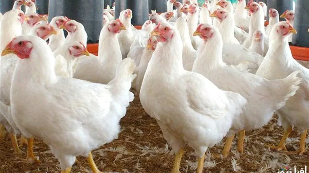 أسعار الدواجن والبيض اليوم الجمعة 28-11-2025