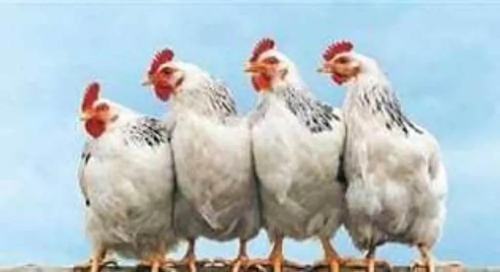 أسعار الفراخ اليوم السبت 29-11-2025 في الأسواق