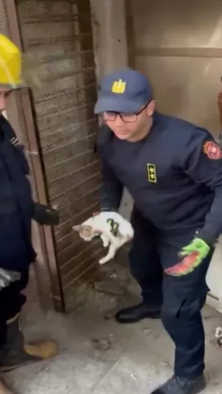 أجهزة الأمن بالفيوم تنجح فى إنقاذ قطة محتجزة داخل محل