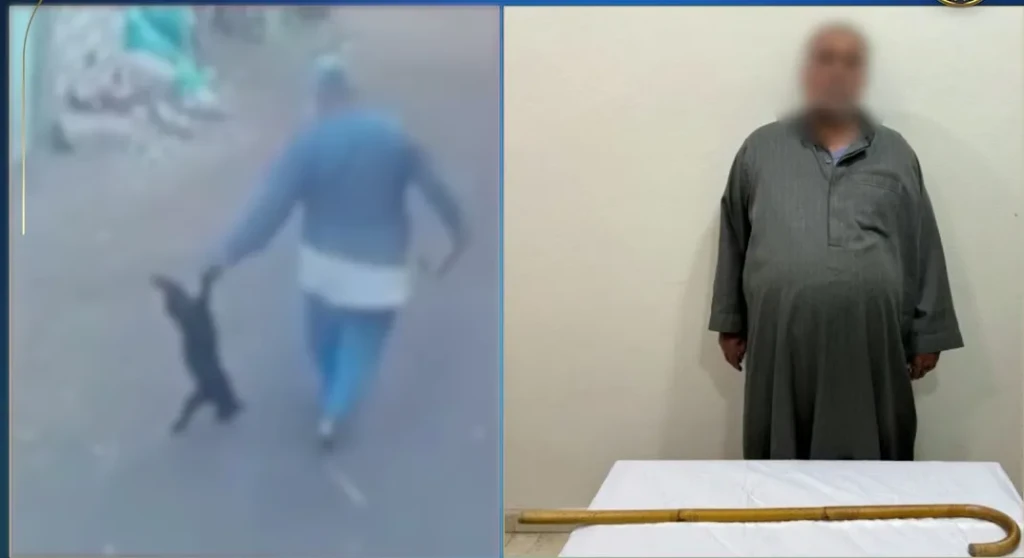 ضبط شخص لقيامه بالتعدى على قطة بعصا خشبية بالشرقية