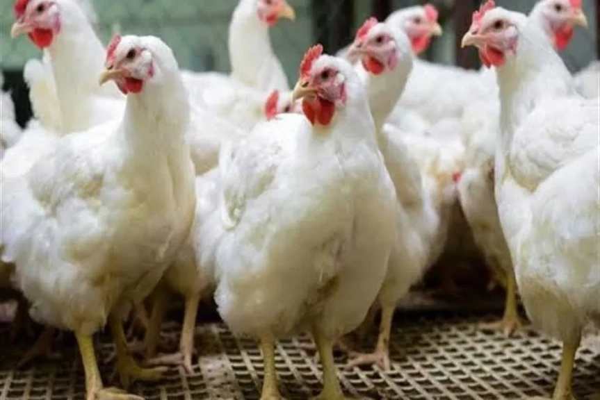 أسعار الفراخ اليوم الأحد 7 ديسمبر 2025