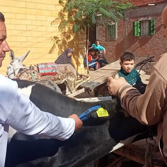 بيطري الغربية:تدشين قافلة لعلاج لـ 152 حيوان وماشية ،و3600طائر وصرف التحصينات والأدوية.