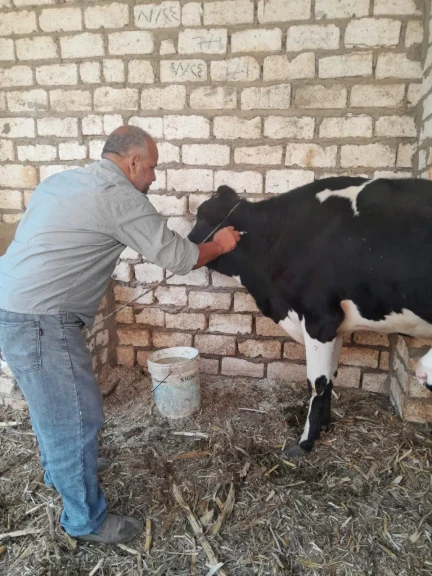 محافظ أسيوط: تحصين أكثر من 124 ألف رأس ماشية ضمن الحملة القومية الثالثة لمواجهة الحمى القلاعية والوادي المتصدع