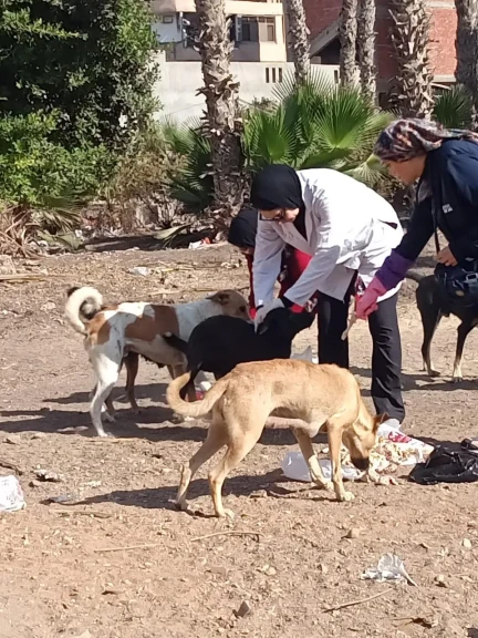 محافظ الدقهلية : حملات مكثفة لتحصين الكلاب الحرة ضد مرض السعار
