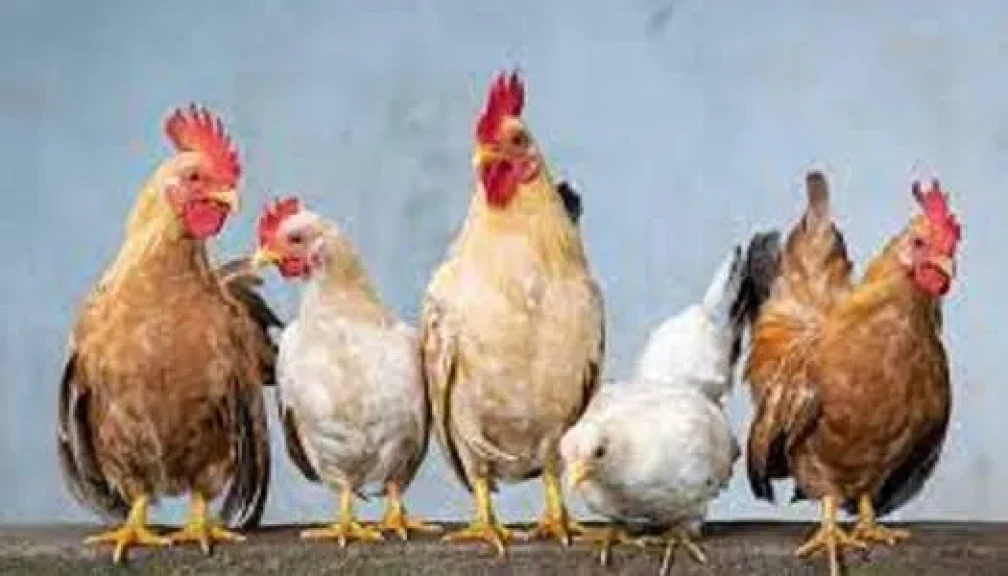 أسعار الفراخ اليوم السبت 13 ديسمبر 2025