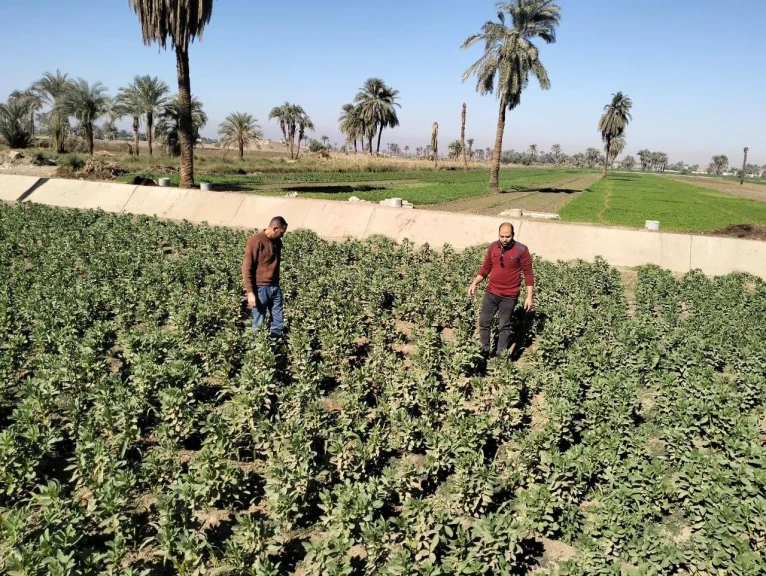 محافظ أسيوط: تكثيف المتابعة الميدانية للمحاصيل الشتوية وتقديم الدعم الفني الكامل للمزارعين