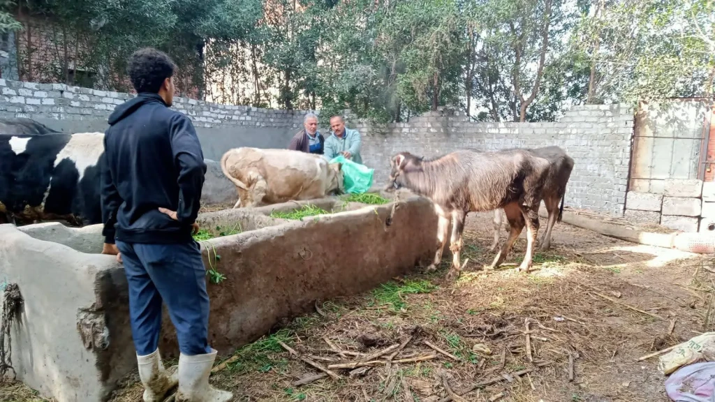 محافظ الدقهلية : تحصين 110 ألف رأس ماشية في الحملة القومية الاستثنائية للتحصين ضد مرضي الحمى القلاعية والوادي المتصدع