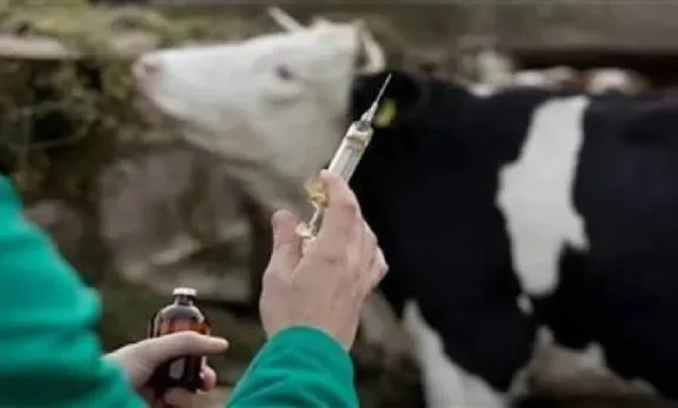 بيطري الغربية:تحصين 75 ألف رأس ماشية ضد الجلد العقدي للأبقار وجدري الأغنام