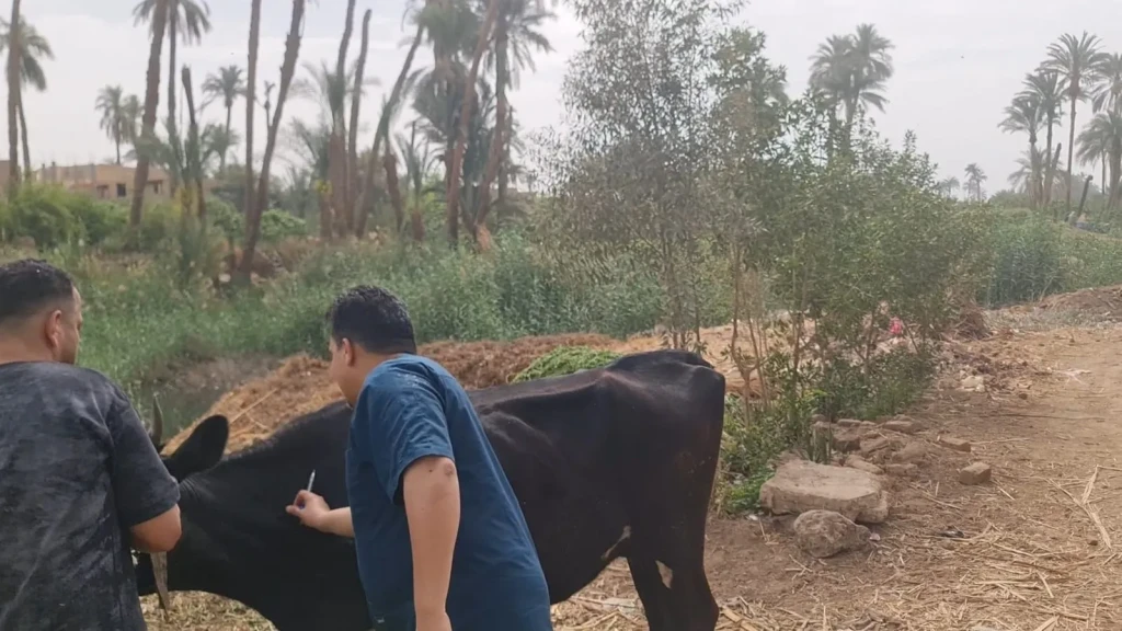 محافظ أسيوط : تحصين أكثر من 32 ألف رأس ماشية في الأسبوع الأول للحملة القومية ضد الجلد العقدي وجدري الأغنام