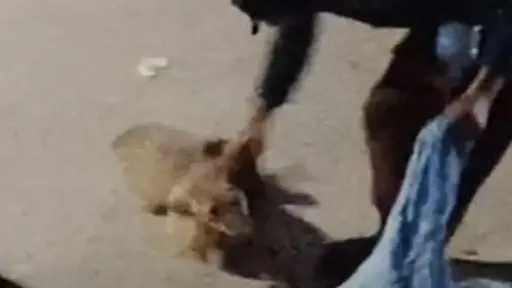 تحقيقات