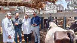 المحافظات